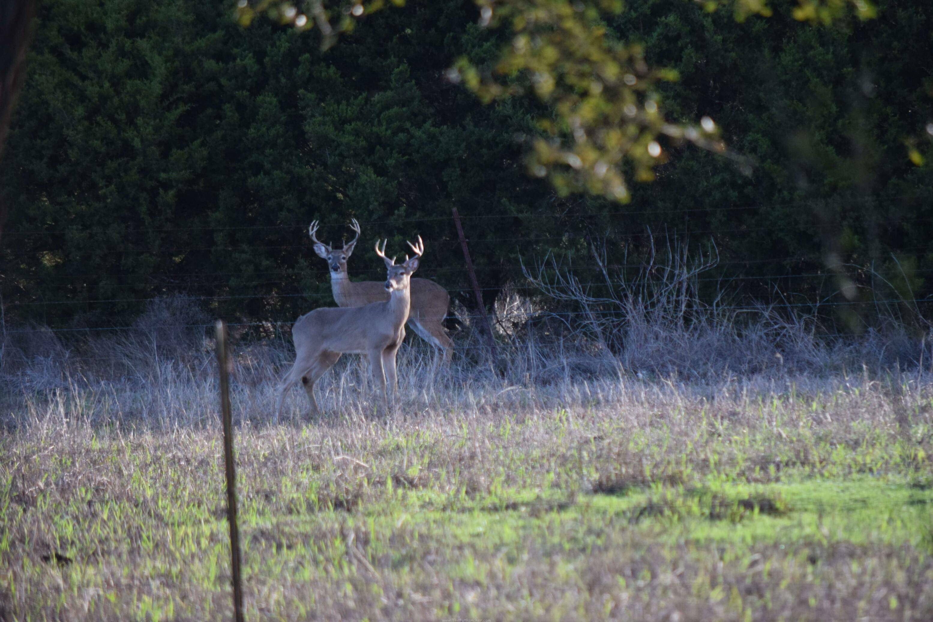 Two White Tail Deer White Tail deer on the alert.