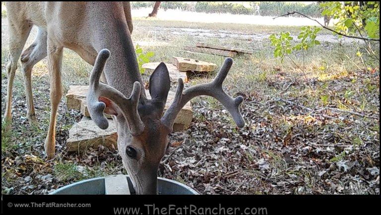 Thirsty Critters
