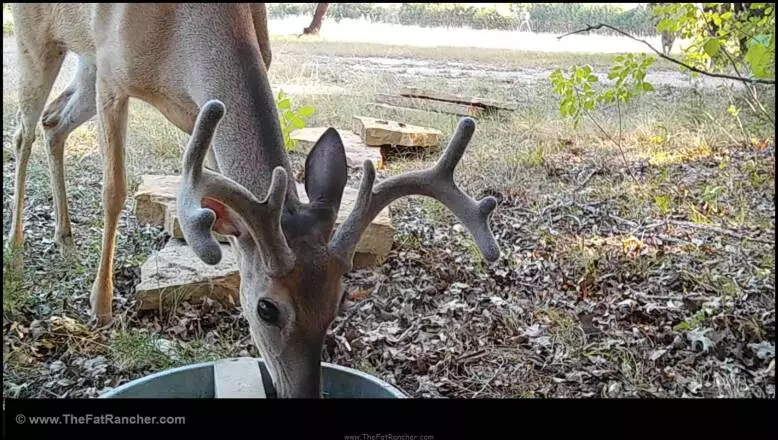 Thirsty Critters