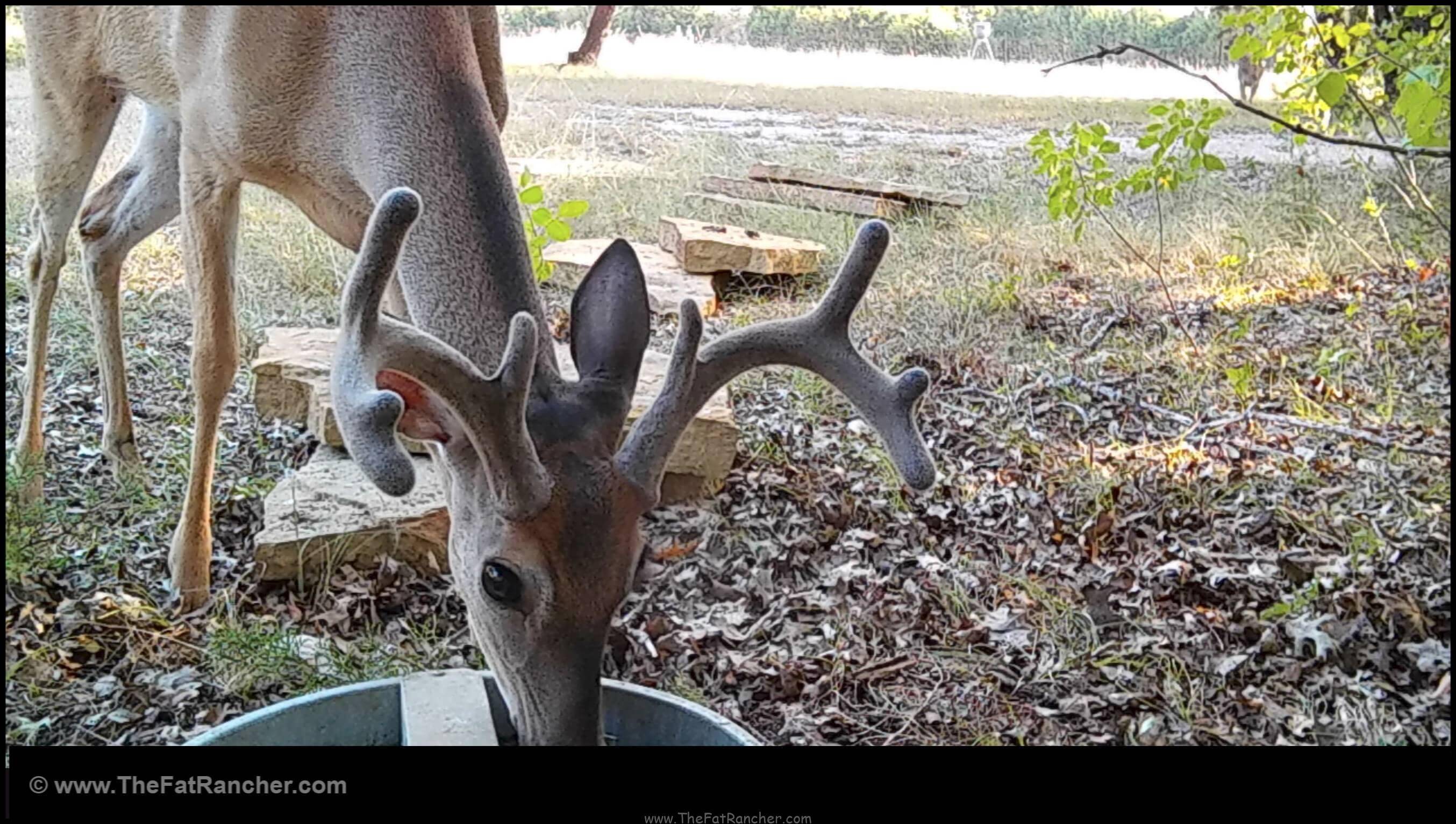 Eight Point Buck Eight point buck