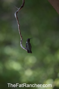 Hummingbird on perch