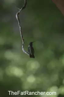 Hummingbird on perch