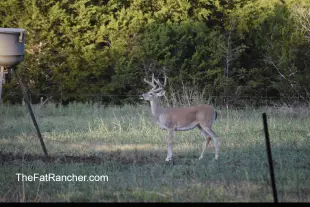 Young buck deer