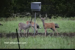 Deer and turkey