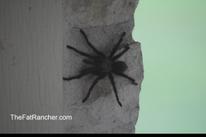Tarantula