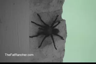 Tarantula