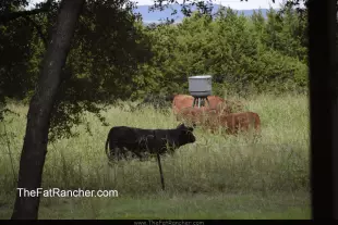 Last new hay