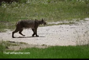 Bobcat