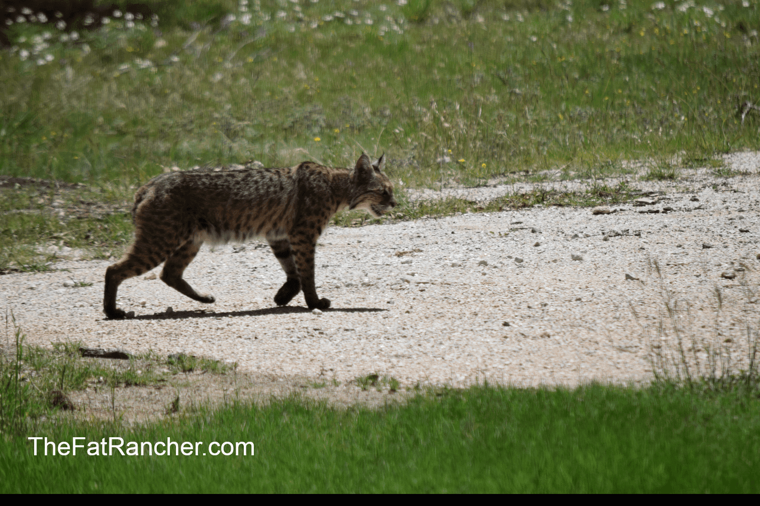 Bobcat Bobcat