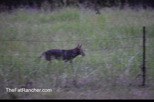 Coyote
