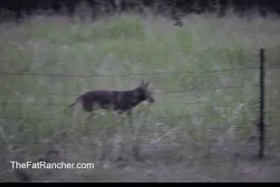 Coyote