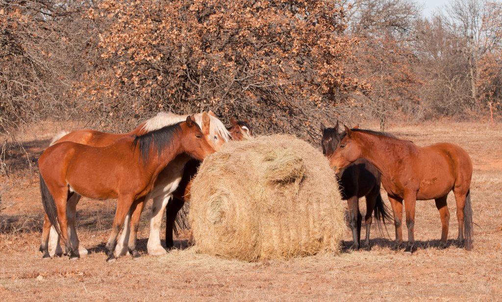 Photo of horses eating hay from a round bale.