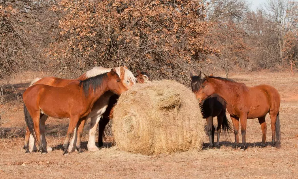 Photo of horses eating hay from a round bale.