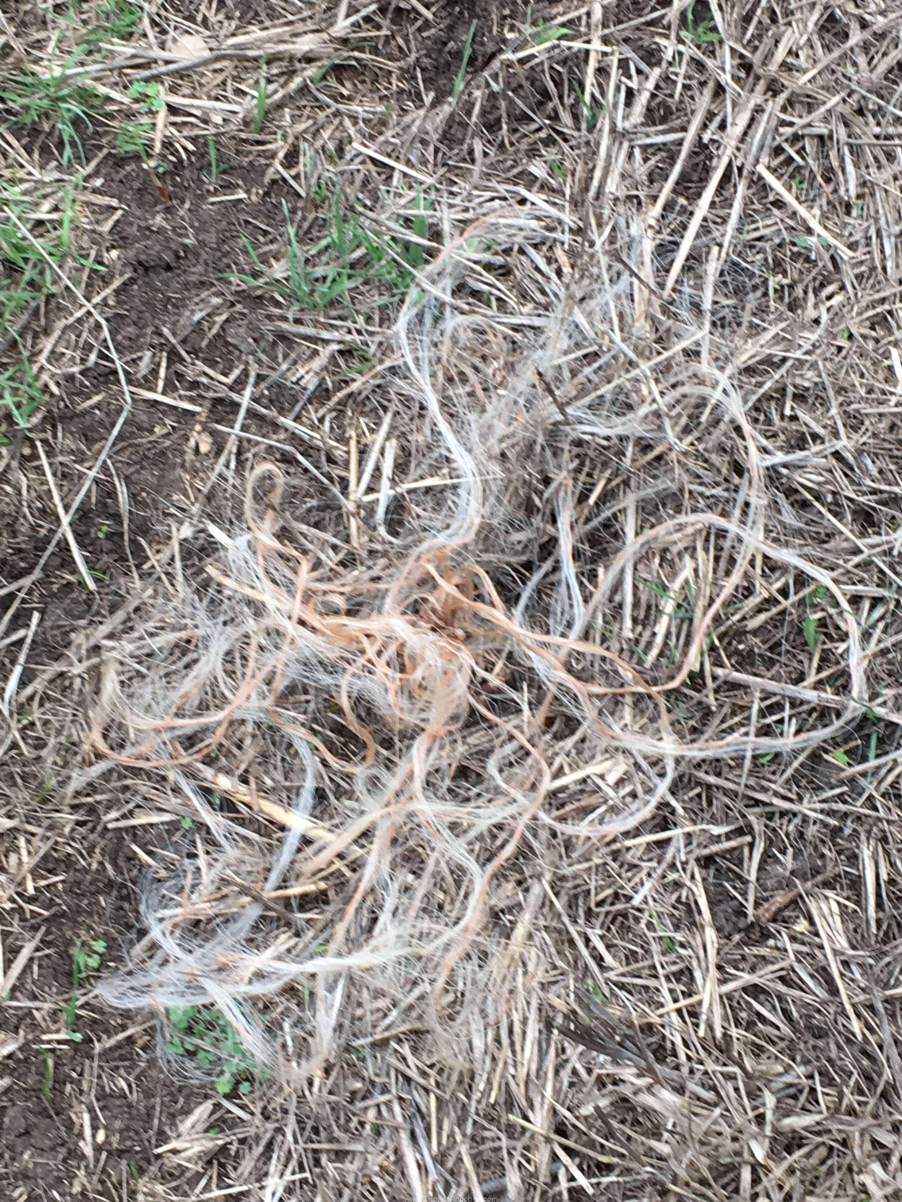 Bale Twine in the Pasture Bale Twine in the Pasture