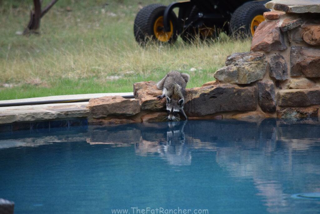 Photo of racoon drinking from pool.