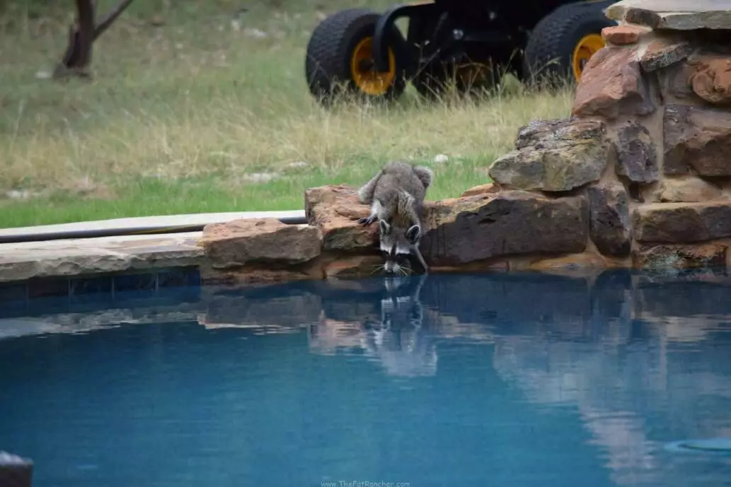 Photo of racoon drinking from pool.