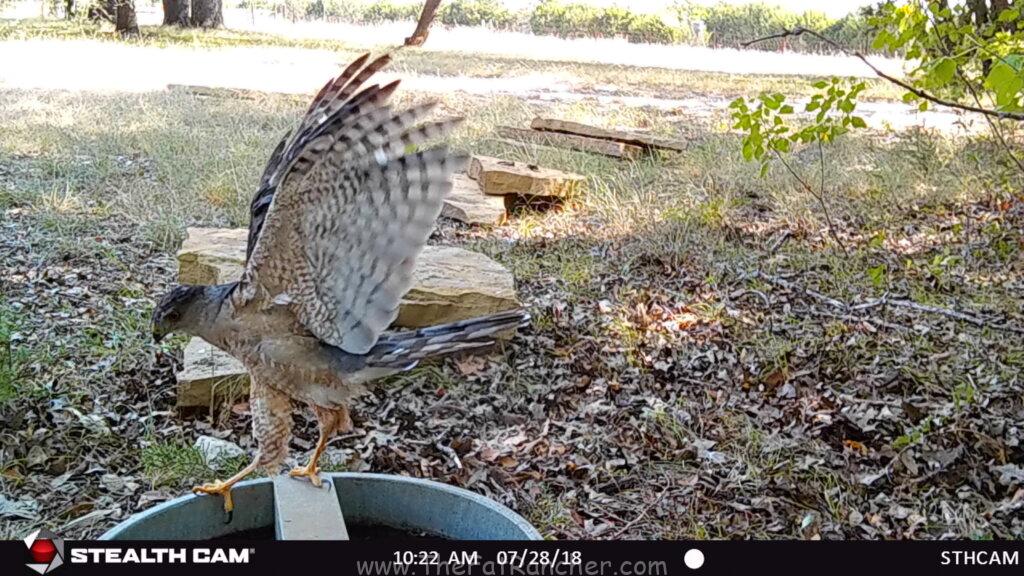 Hawk at watering hole