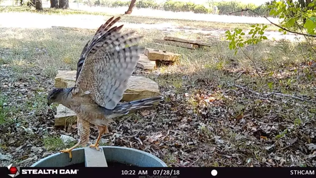 Hawk at watering hole
