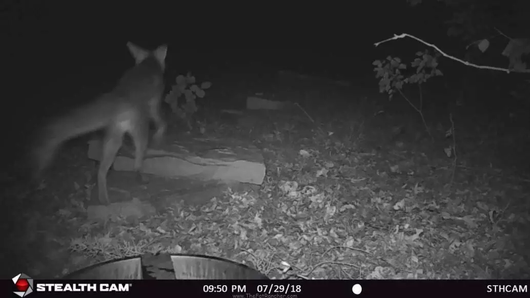 Fox at watering hole.