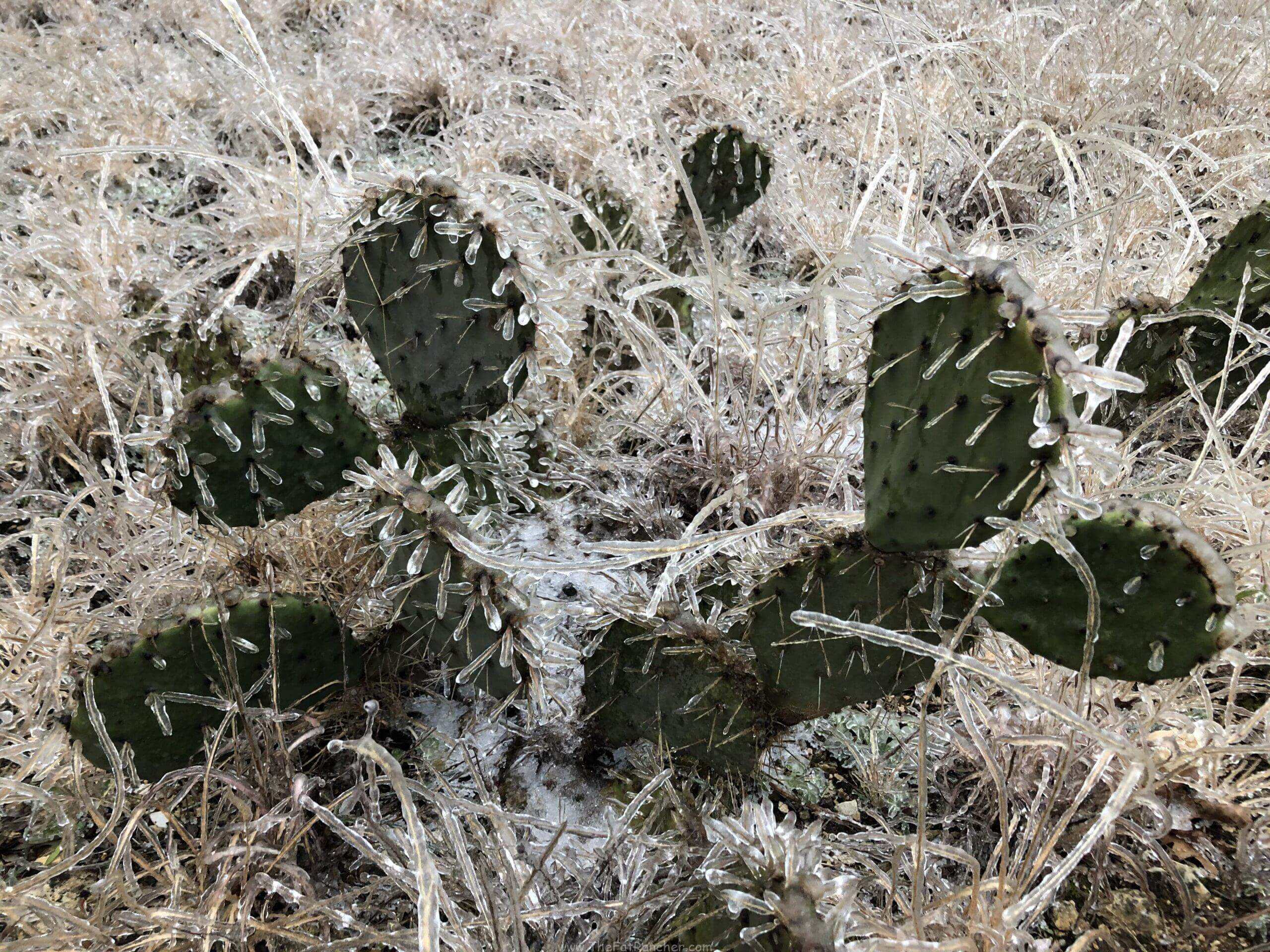 IMG_38971 Photo of ice covered prickly pear cactus