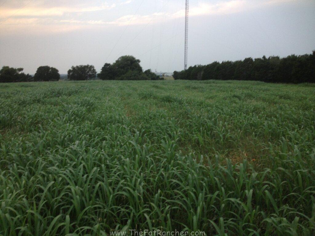 Sudan grass emerging