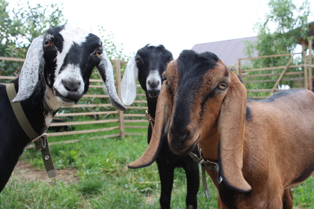 Goats in a corral.