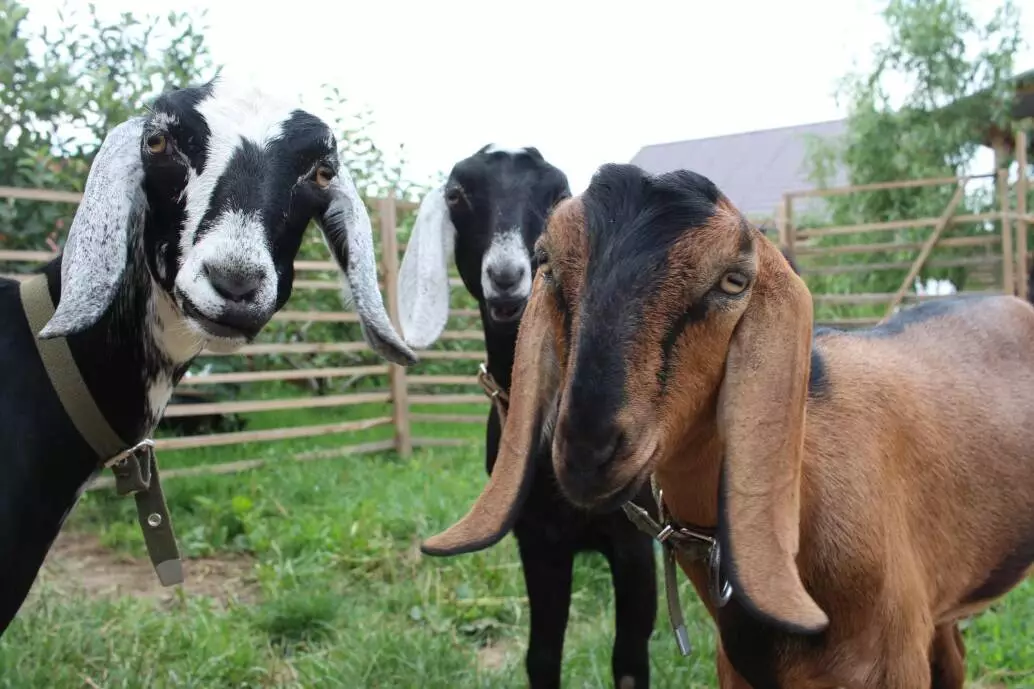 Goats in a corral.