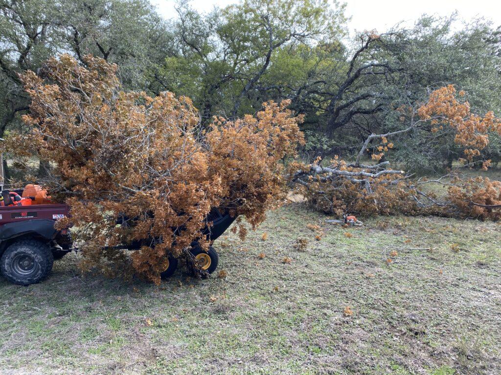 Oak tree cuttings removal with the Polar HD Trailer.