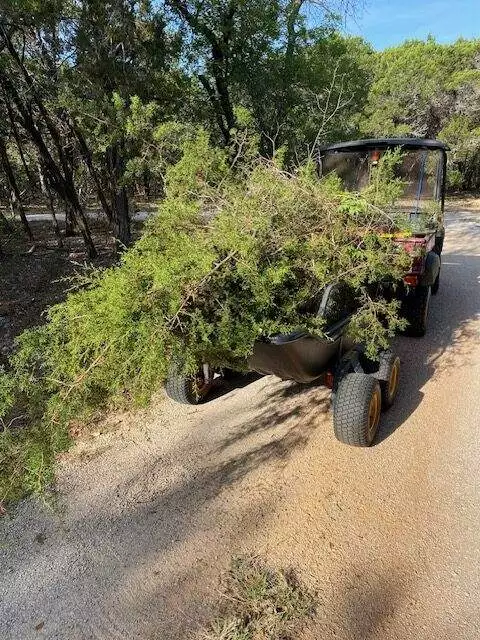 Trailer full of Juniper saplings